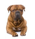 Dogue de Bordeaux (2 years) Royalty Free Stock Photo