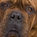 Dogue de Bordeaux (2 years)