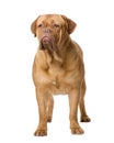 Dogue de Bordeaux (2 years) Royalty Free Stock Photo