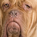 Dogue de Bordeaux (2 years) Royalty Free Stock Photo