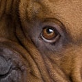 Dogue de Bordeaux (2 years) Royalty Free Stock Photo