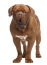Dogue de Bordeaux, 20 months old, standing Royalty Free Stock Photo