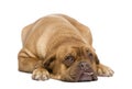 Dogue de Bordeaux (3 years) Royalty Free Stock Photo