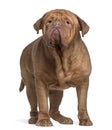 Dogue de Bordeaux, 4 years old, standing Royalty Free Stock Photo