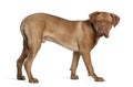 Dogue de Bordeaux, 6 months old, standing Royalty Free Stock Photo