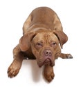 Dogue de Bordeaux, 8 months old Royalty Free Stock Photo