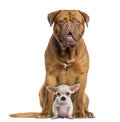 Dogue de Bordeaux and baby Chihuahua sitting, facing, isolated