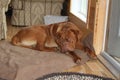 Dogue de bordeaux on bed