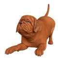 dogue de bordeaux, bordeaux mastiff, french mastiff or bordeauxdog in a white background Royalty Free Stock Photo