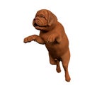 Dogue de bordeaux, bordeaux mastiff, french mastiff or bordeauxdog in a white background Royalty Free Stock Photo
