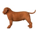Dogue de bordeaux, bordeaux mastiff, french mastiff or bordeauxdog in a white background Royalty Free Stock Photo