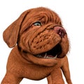 Dogue de bordeaux, bordeaux mastiff, french mastiff or bordeauxdog in a white background Royalty Free Stock Photo