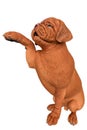 Dogue de bordeaux, bordeaux mastiff, french mastiff or bordeauxdog in a white background Royalty Free Stock Photo