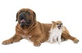 Dogue de Bordeaux and chihuahua Royalty Free Stock Photo