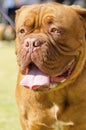 Dogue de Bordeaux Royalty Free Stock Photo