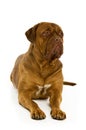 Dogue De Bordeaux dog Royalty Free Stock Photo