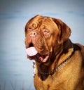 Dogue de Bordeaux Royalty Free Stock Photo