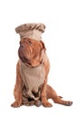 Dogue de bordeaux dressed like chef isolated