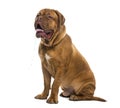 Dogue de bordeaux drooling (6 months old) Royalty Free Stock Photo