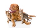 Dogue de Bordeaux (French mastiff) and Bengal cats