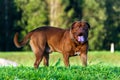 Dogue de Bordeaux or French Mastiff