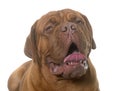 Dogue de Bordeaux Royalty Free Stock Photo