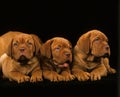 Bordeaux Mastiff Dog, Puppies laying against Black Background