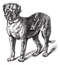 Dogue Or Dogue De Bordeaux Or Bordeaux Mastiff Or French Mastiff Or Bordeauxdog Or Canis Lupus Familiaris Vintage Engraving
