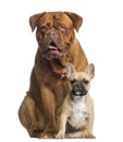 Dogue de Bordeaux panting and French bulldog puppy sitting Royalty Free Stock Photo