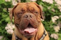 Dogue de Bordeaux