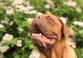 Dogue de Bordeaux