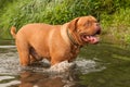 Dogue De Bordeaux playing in forest river