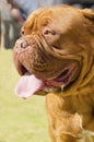 Dogue de Bordeaux Royalty Free Stock Photo