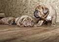 Dogue de Bordeaux - Puppies