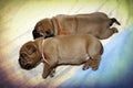 Dogue de Bordeaux - Puppies - Age 11 days