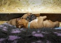 Dogue de Bordeaux - Puppies - Age 11 days