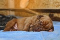 Dogue de Bordeaux - Puppies - 7 days old Royalty Free Stock Photo