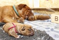 Dogue de Bordeaux - Puppies Royalty Free Stock Photo