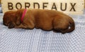 Dogue de Bordeaux - Puppies Royalty Free Stock Photo