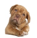 Dogue de Bordeaux puppy, 10 weeks old, lying