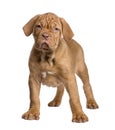 Dogue de Bordeaux puppy (2 months) Royalty Free Stock Photo