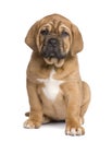 Dogue de Bordeaux puppy (2 months) Royalty Free Stock Photo