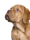 Dogue de Bordeaux puppy (2 months) Royalty Free Stock Photo