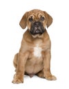 Dogue de Bordeaux puppy (2 months) Royalty Free Stock Photo