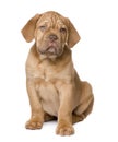 Dogue de Bordeaux puppy (2 months) Royalty Free Stock Photo