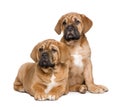 Dogue de Bordeaux puppy (2 months) Royalty Free Stock Photo