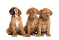 Dogue de Bordeaux puppy (2 months) Royalty Free Stock Photo