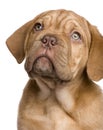 Dogue de Bordeaux puppy (2 months) Royalty Free Stock Photo