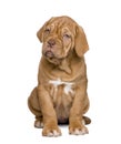 Dogue de Bordeaux puppy (2 months) Royalty Free Stock Photo