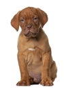 Dogue de Bordeaux puppy, 8 weeks old Royalty Free Stock Photo